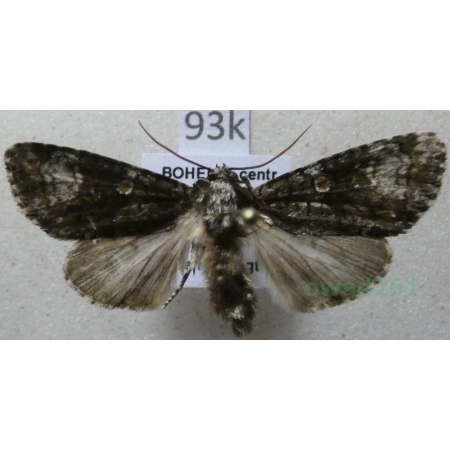 Craniophora ligustri (Denis & Schiffermüller, 1775) Czech93k